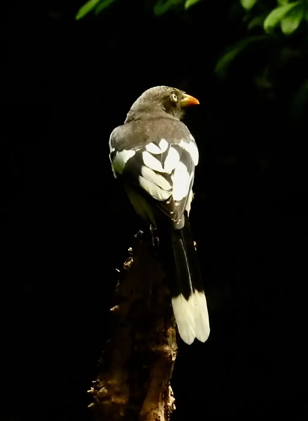 白翅蓝鹊(Urocissa whiteheadi)