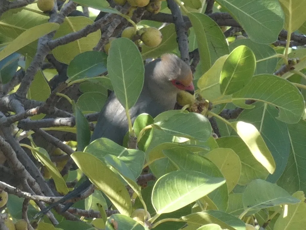 红脸鼠鸟(Urocolius indicus)
