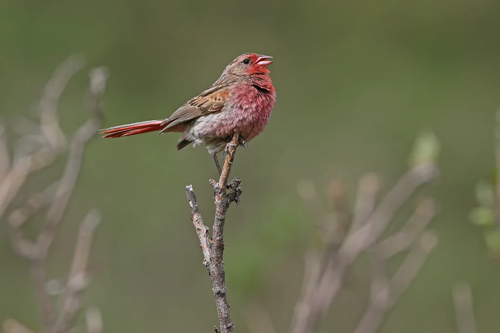 朱鹀(Urocynchramus pylzowi)