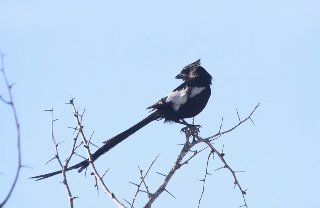 白肩鹊鵙(Urolestes melanoleucus)