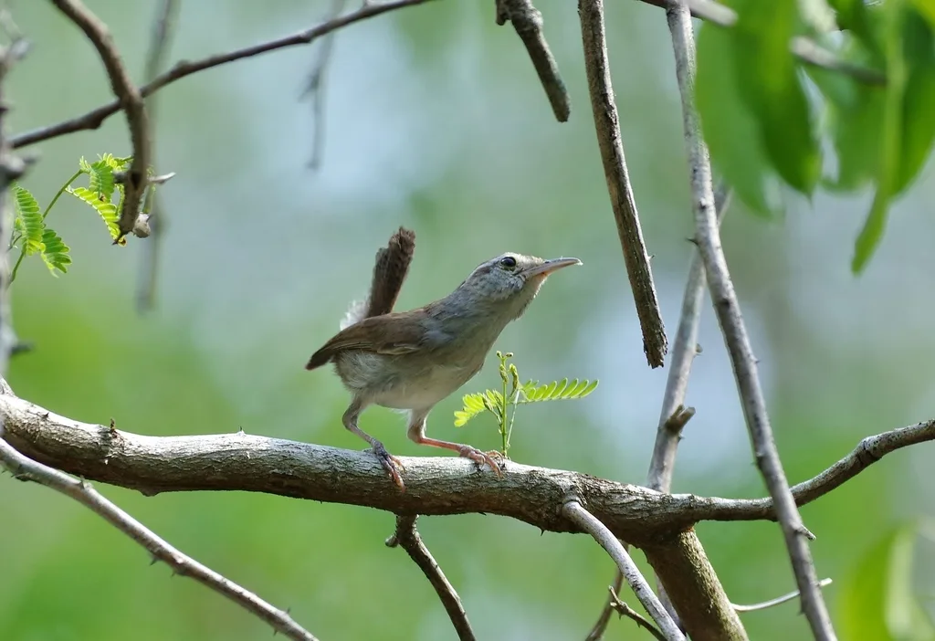 白腹鹪鹩(Uropsila leucogastra)