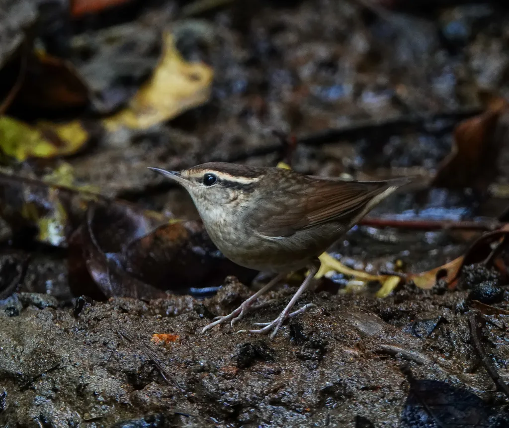 鳞头树莺(Urosphena squameiceps)