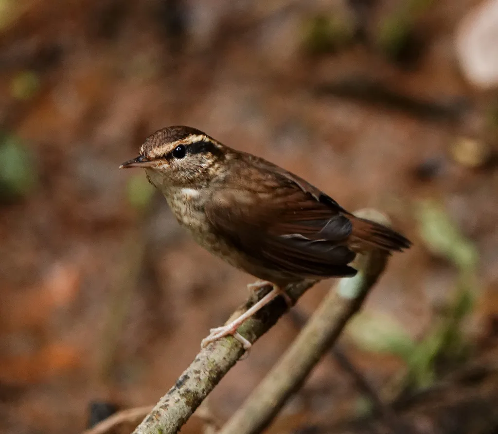 鳞头树莺(Urosphena squameiceps)