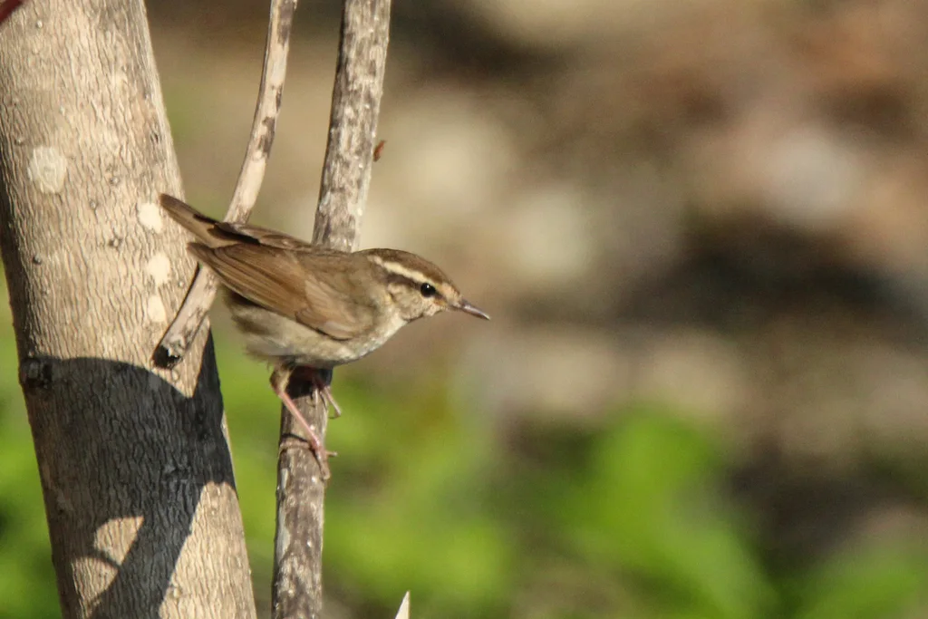 鳞头树莺(Urosphena squameiceps)