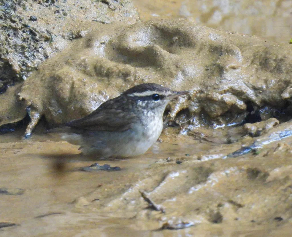 鳞头树莺(Urosphena squameiceps)
