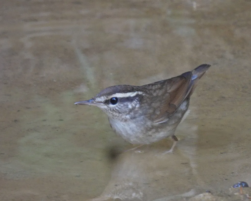 鳞头树莺(Urosphena squameiceps)