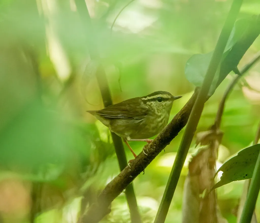 鳞头树莺(Urosphena squameiceps)
