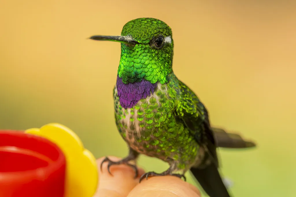 白尾梢蜂鸟(Urosticte benjamini)