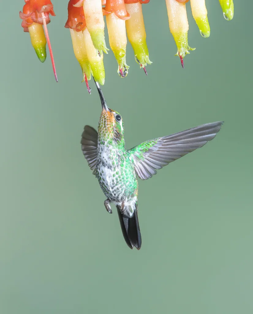 白尾梢蜂鸟(Urosticte benjamini)