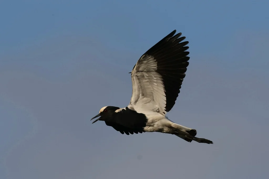 黑背麦鸡(Vanellus armatus)