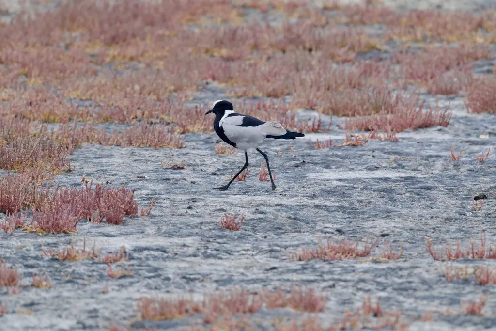 黑背麦鸡(Vanellus armatus)