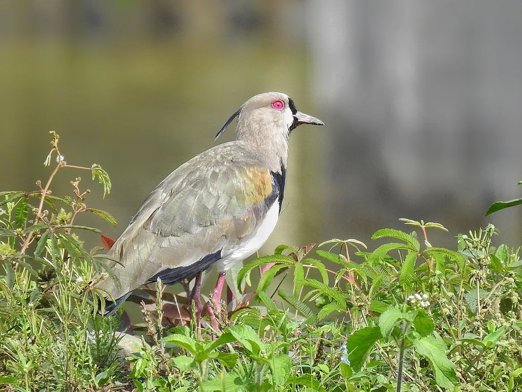 凤头距翅麦鸡(Vanellus chilensis)