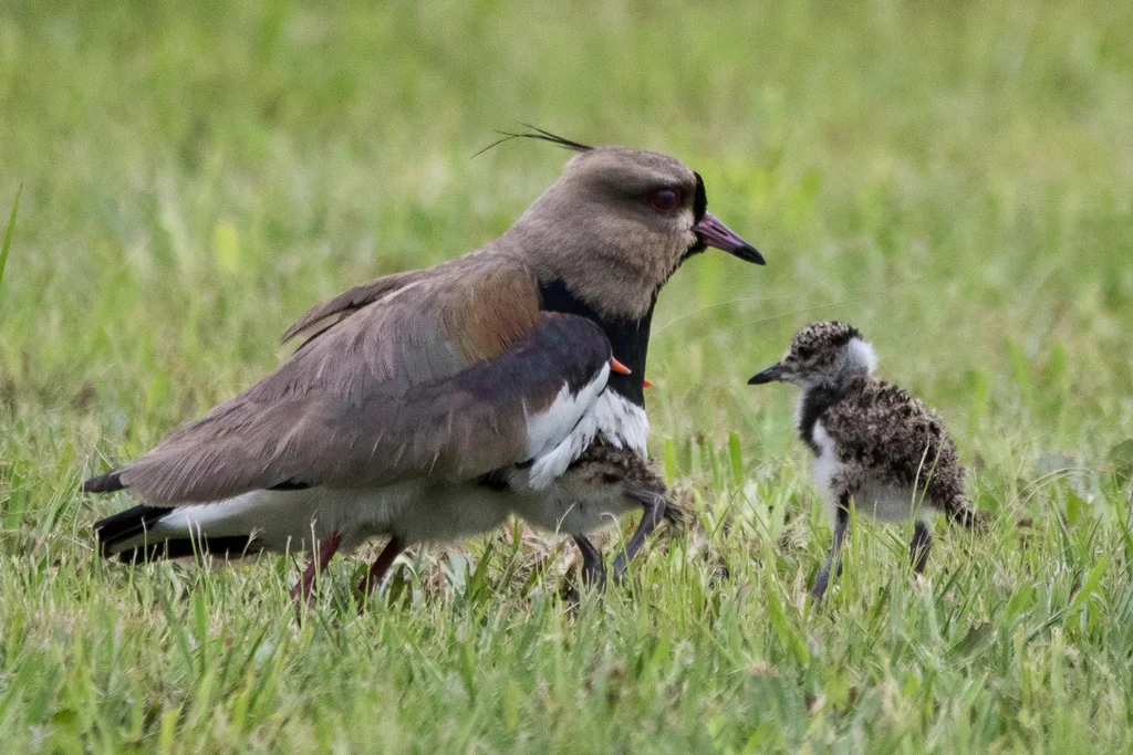 凤头距翅麦鸡(Vanellus chilensis)