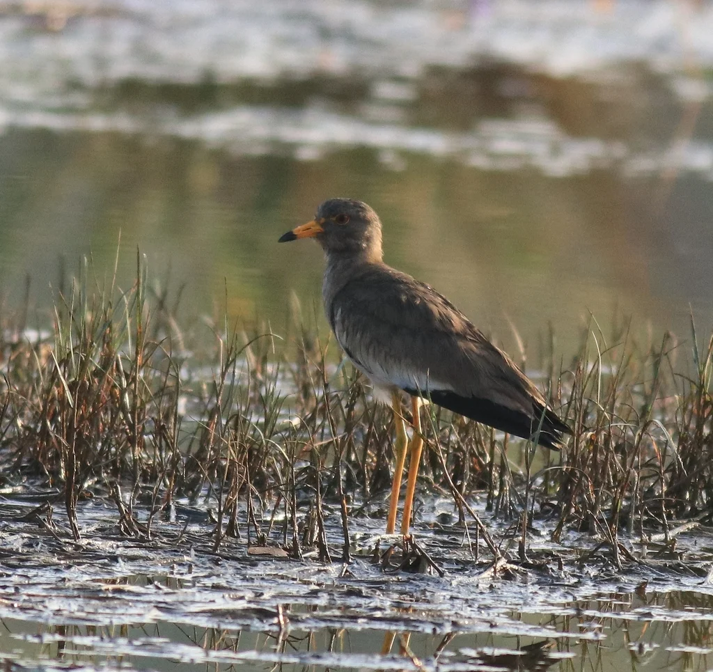 灰头麦鸡(Vanellus cinereus)