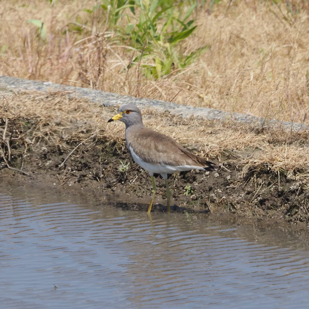 灰头麦鸡(Vanellus cinereus)
