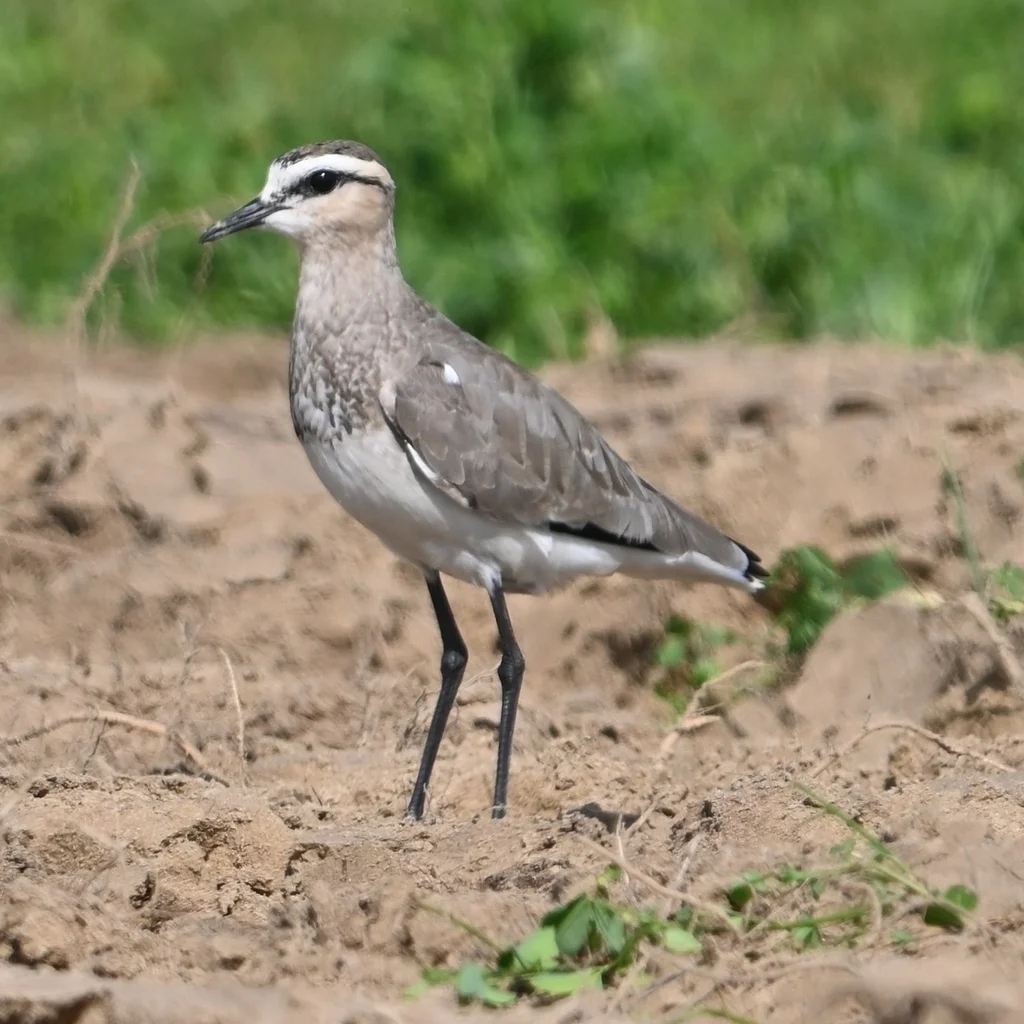黄颊麦鸡(Vanellus gregarius)