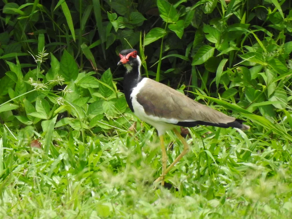 肉垂麦鸡(Vanellus indicus)