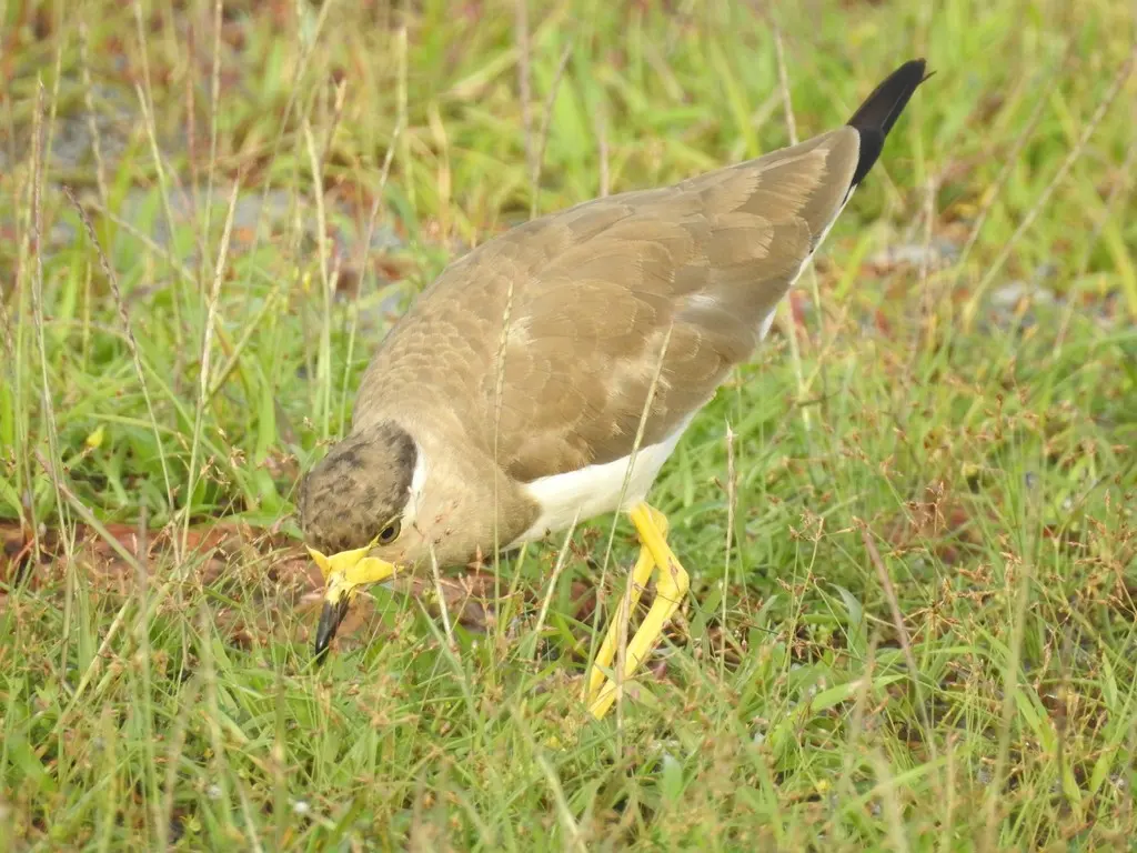 黄垂麦鸡(Vanellus malabaricus)