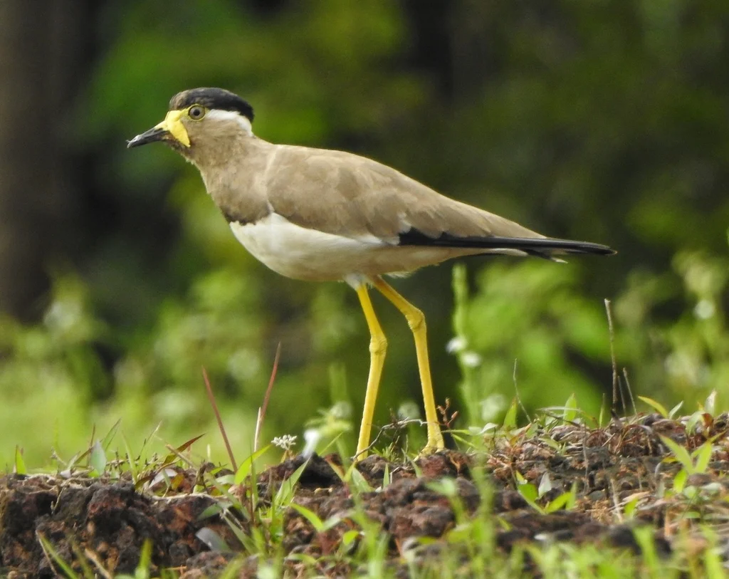 黄垂麦鸡(Vanellus malabaricus)