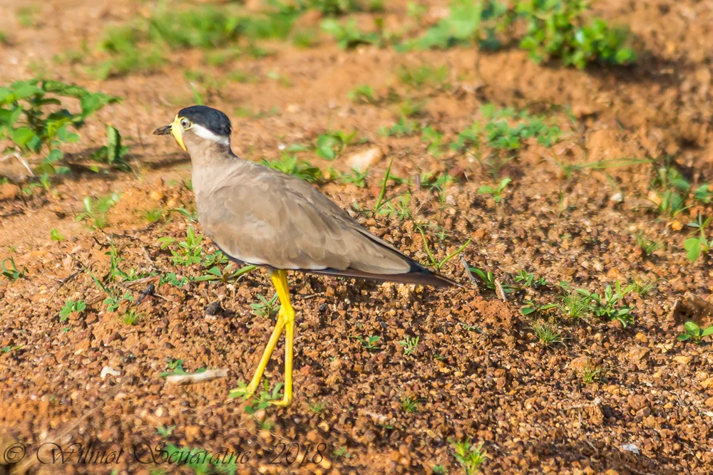 黄垂麦鸡(Vanellus malabaricus)