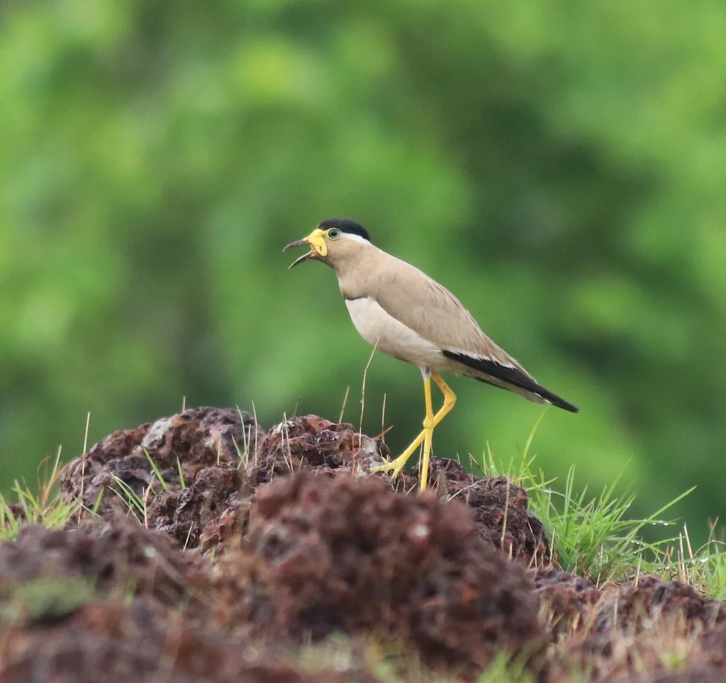黄垂麦鸡(Vanellus malabaricus)