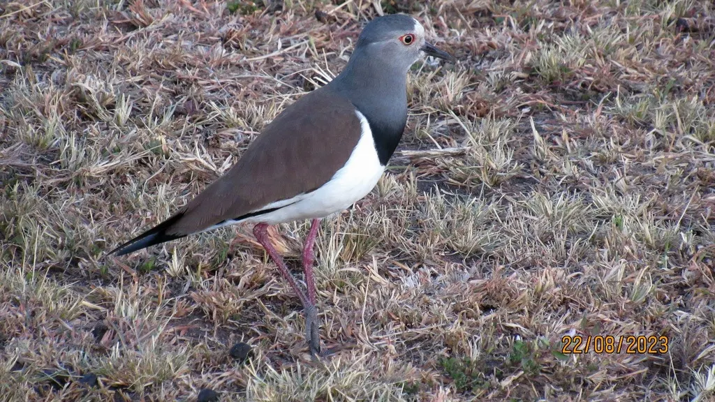 黑翅麦鸡(Vanellus melanopterus)