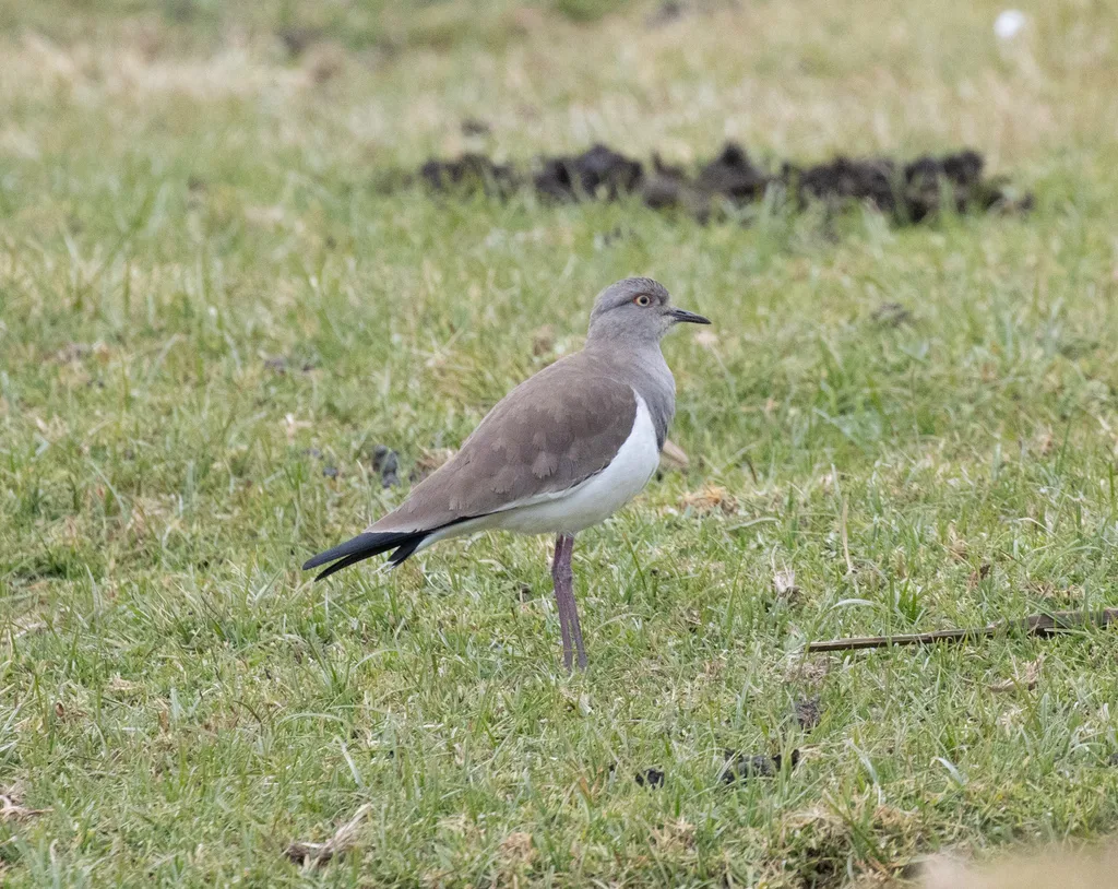 黑翅麦鸡(Vanellus melanopterus)