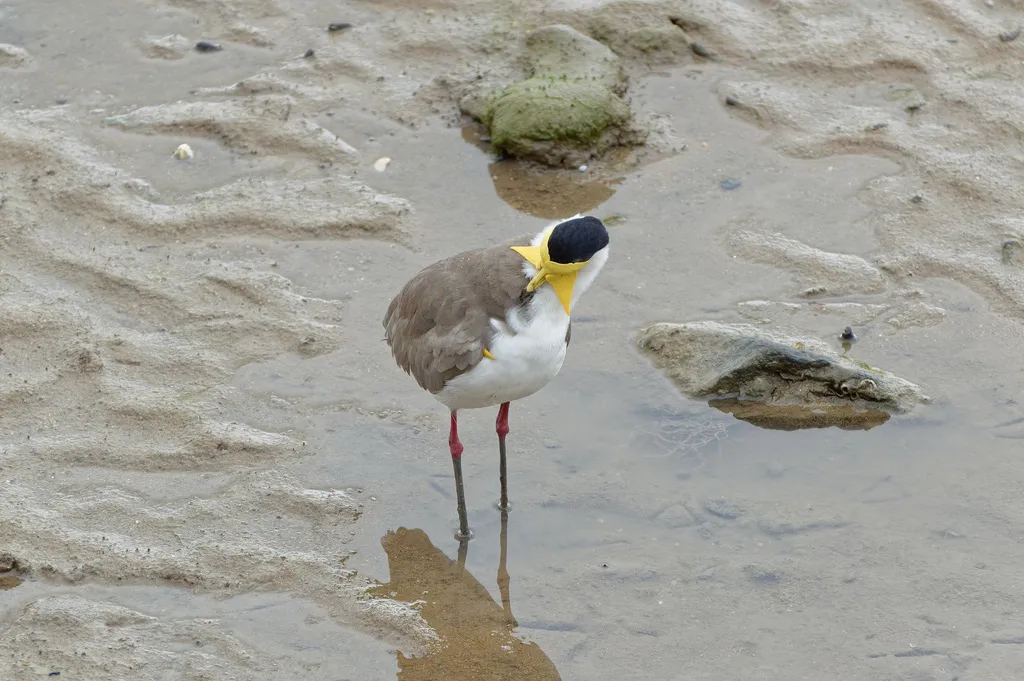 白颈麦鸡(Vanellus miles)