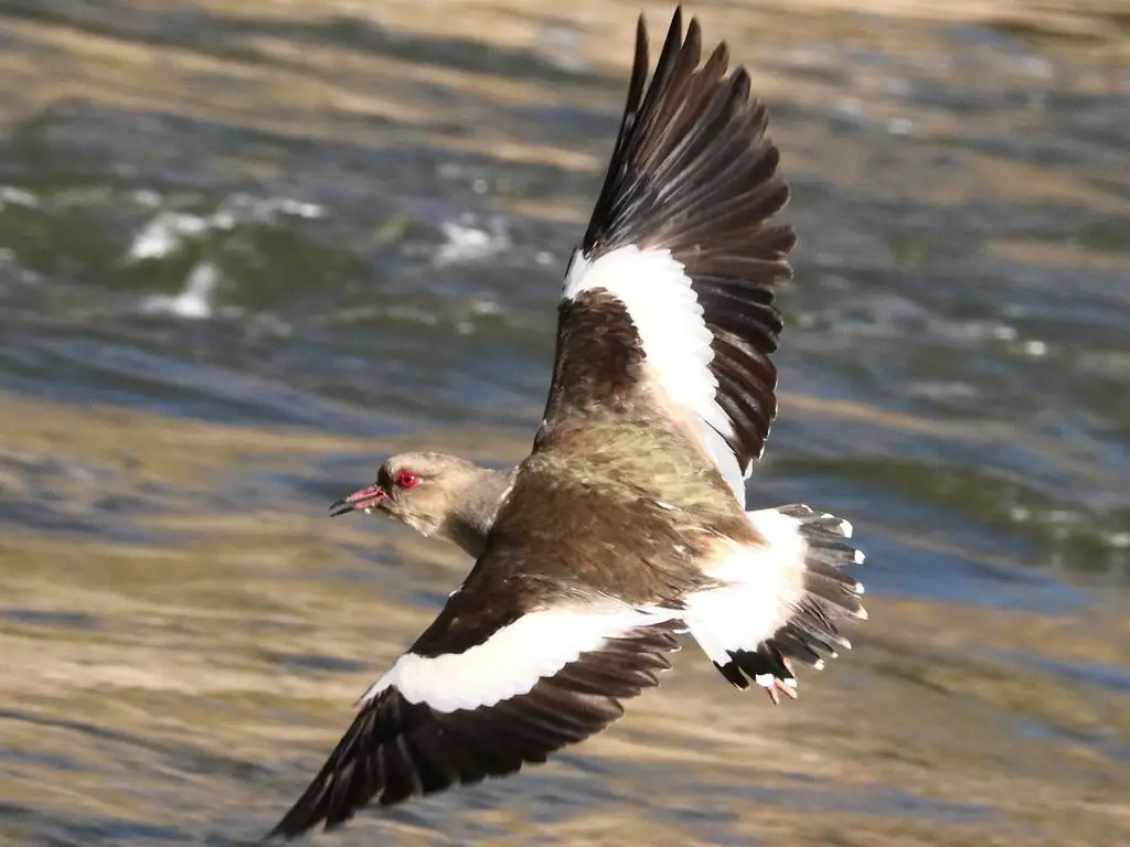 安第斯麦鸡(Vanellus resplendens)