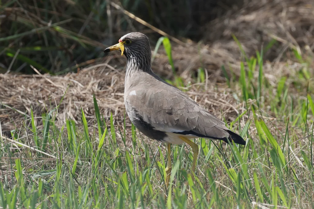 黑喉麦鸡(Vanellus senegallus)