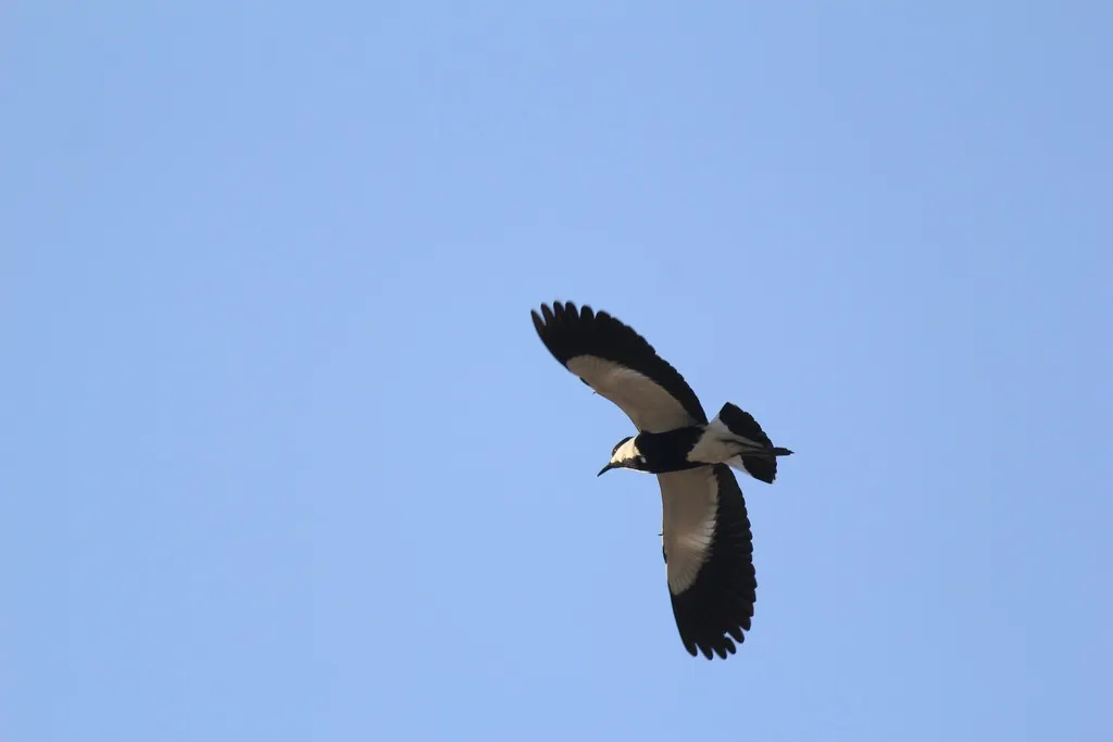 黑胸麦鸡(Vanellus spinosus)