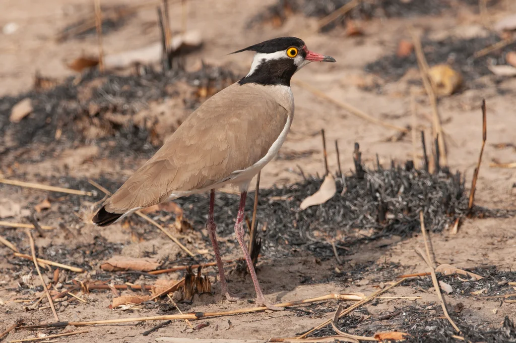 非洲麦鸡(Vanellus tectus)