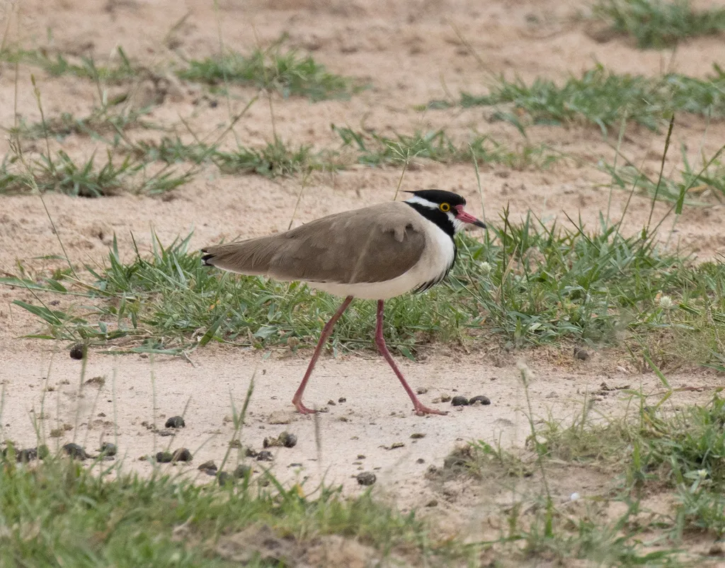 非洲麦鸡(Vanellus tectus)