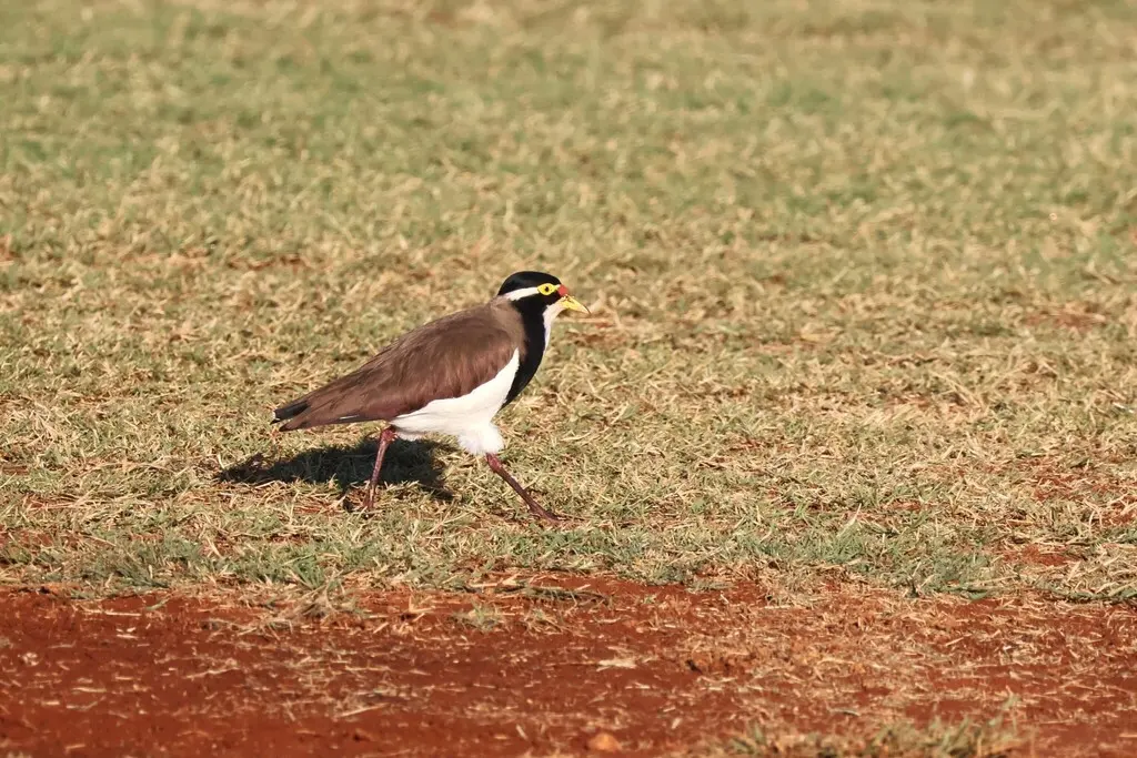 三色麦鸡(Vanellus tricolor)
