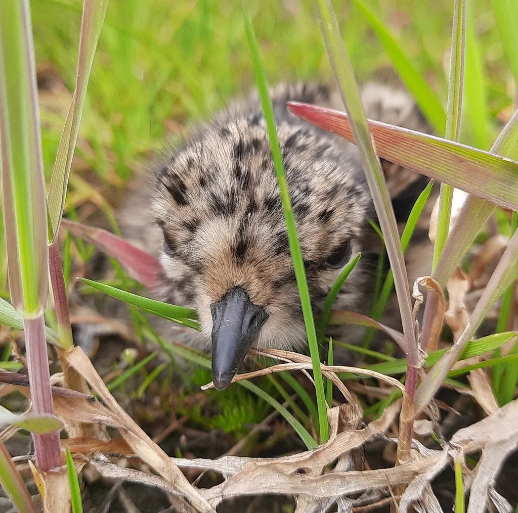 凤头麦鸡(Vanellus vanellus)