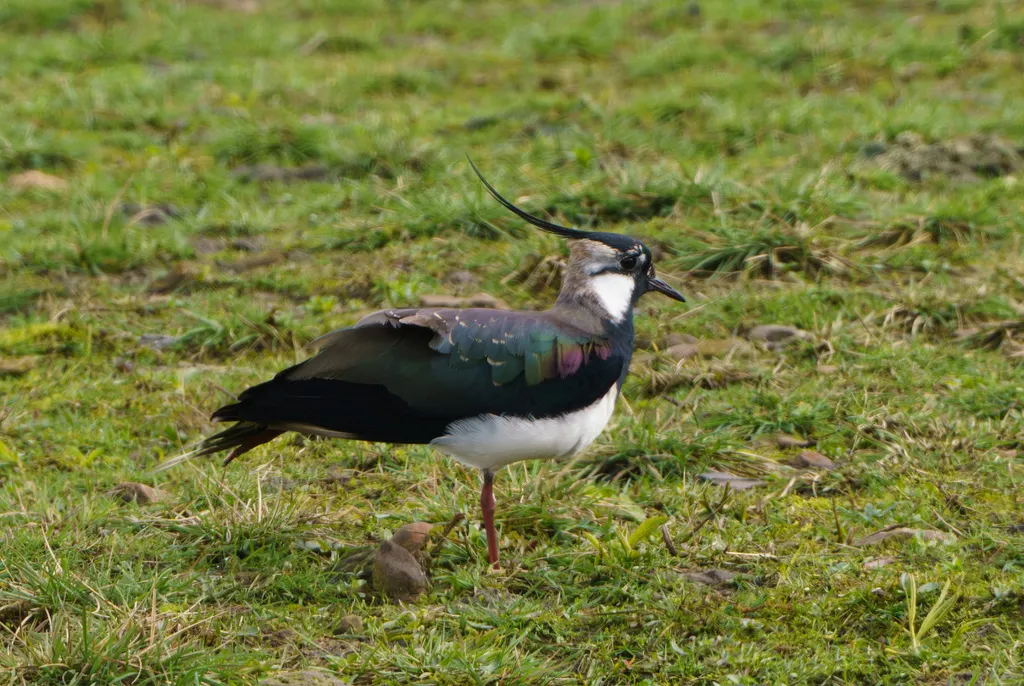 凤头麦鸡(Vanellus vanellus)