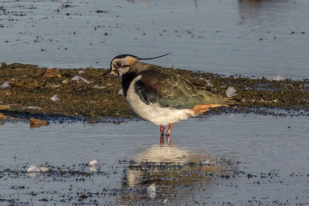 凤头麦鸡(Vanellus vanellus)