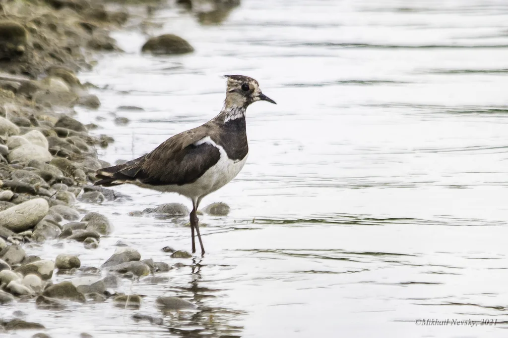 凤头麦鸡(Vanellus vanellus)