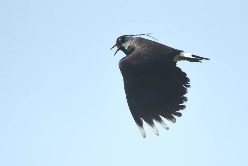 凤头麦鸡(Vanellus vanellus)