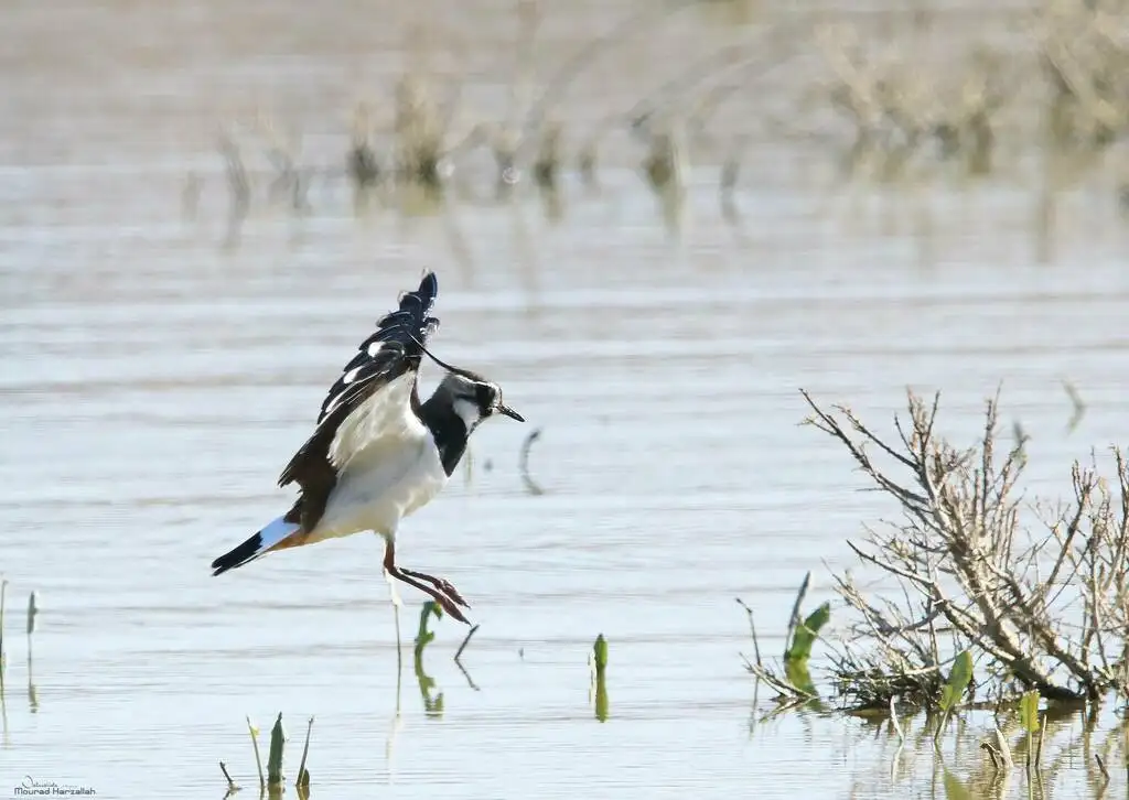 凤头麦鸡(Vanellus vanellus)