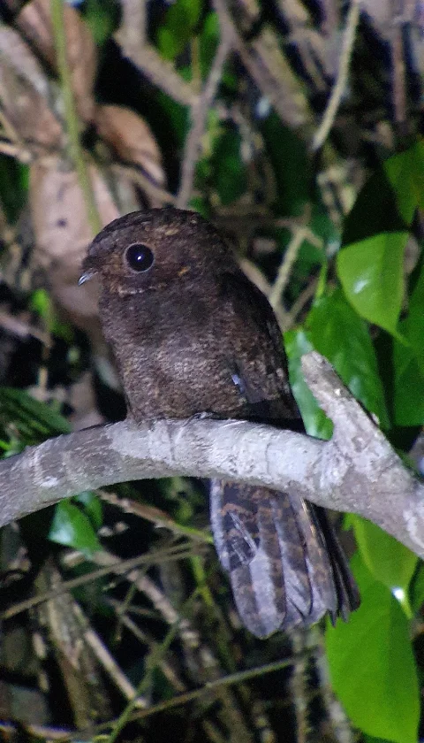 非洲褐夜鹰