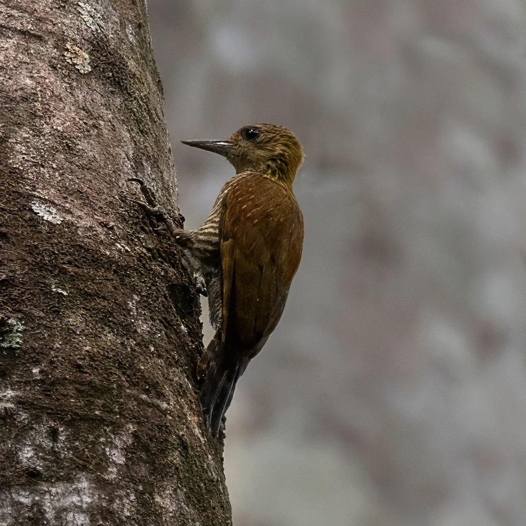 红晕啄木鸟(Veniliornis affinis)