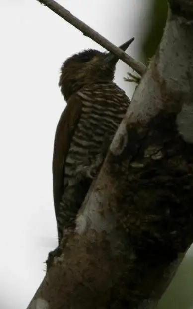 红晕啄木鸟(Veniliornis affinis)