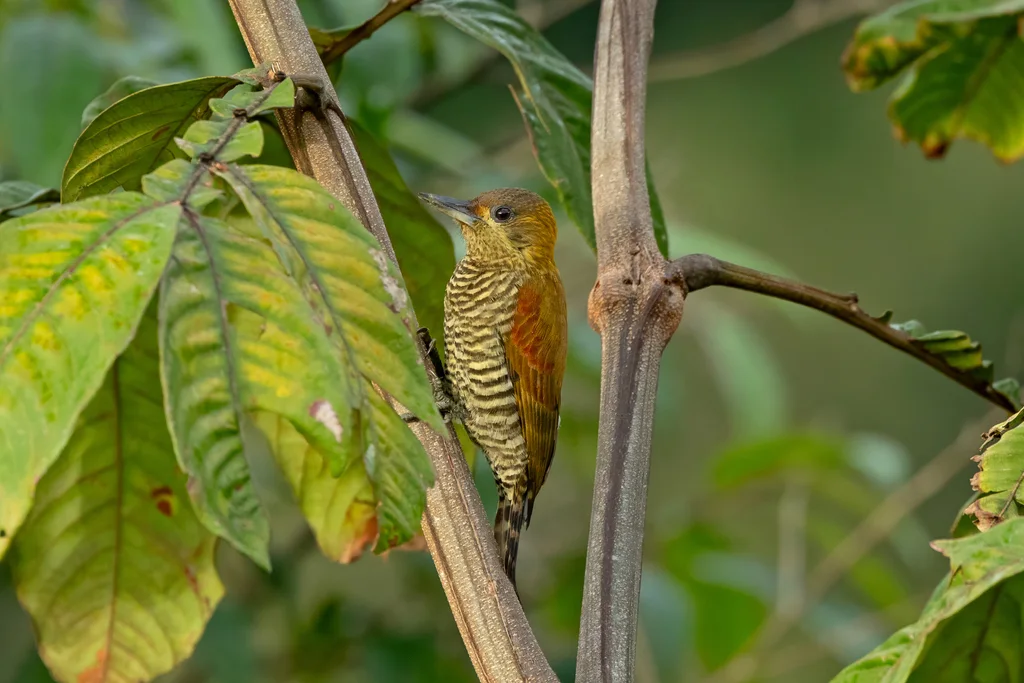 红晕啄木鸟(Veniliornis affinis)