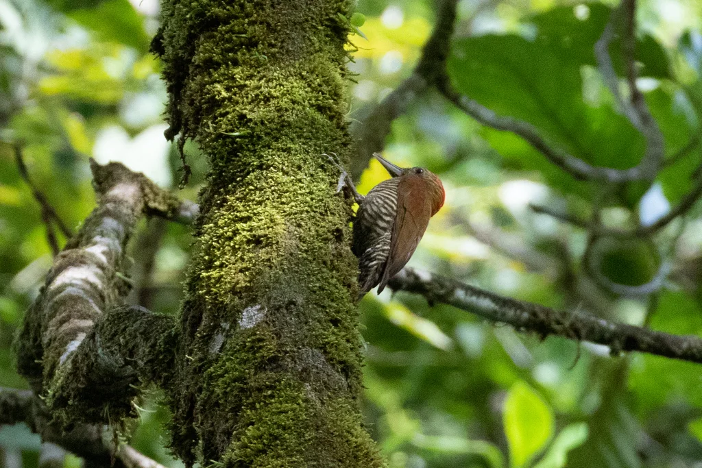 红晕啄木鸟(Veniliornis affinis)