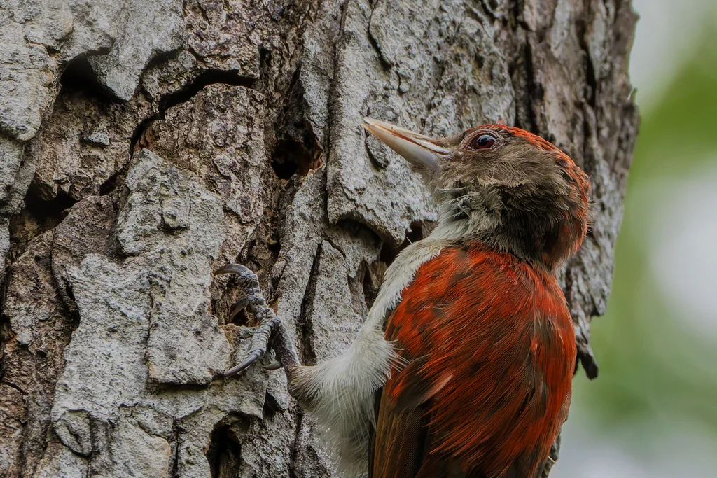 朱背啄木鸟(Veniliornis callonotus)