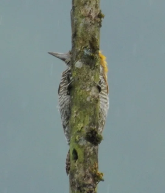 乔科啄木鸟(Veniliornis chocoensis)