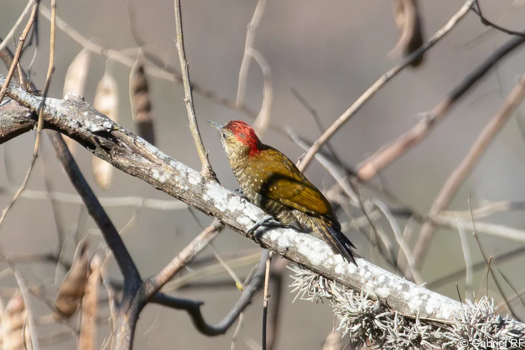 点额啄木鸟(Veniliornis frontalis)