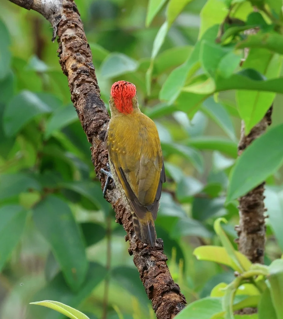 小啄木鸟(Veniliornis passerinus)