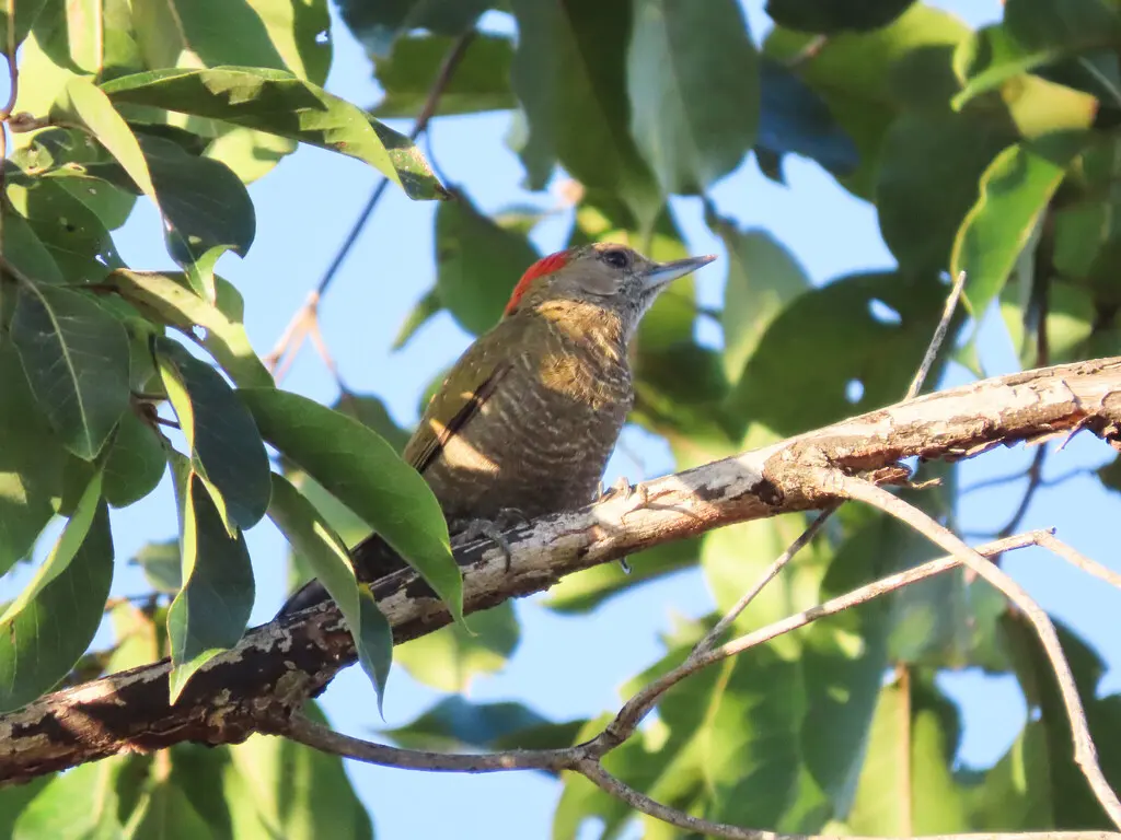 小啄木鸟(Veniliornis passerinus)